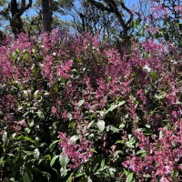 Strobilanthes pulcherrima T.Anderson